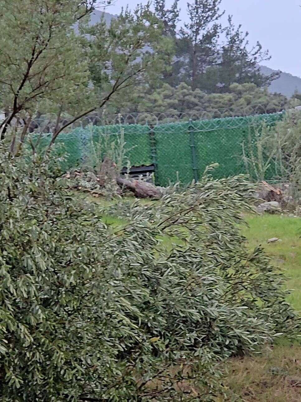 Özgür Özel’in Milas Ziyareti Öncesi  CHP Milas İlçe Başkanının Zeytin Ağaçlarını Kestiği İddiası 4
